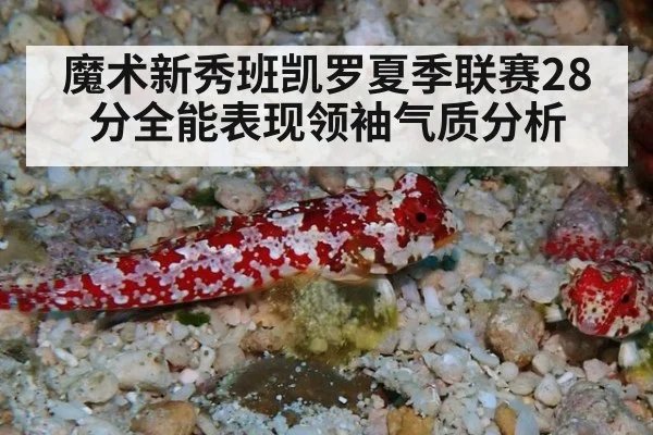 魔术新秀班凯罗夏季联赛28分全能表现领袖气质分析